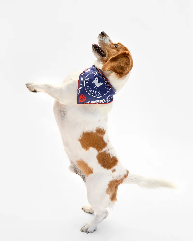 Dog Bandana