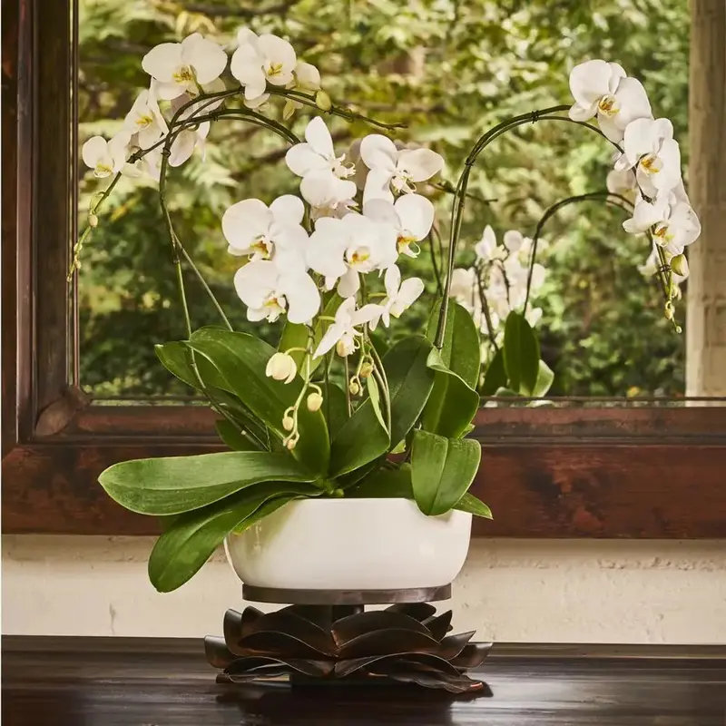 Rosa Laurel Bowl
